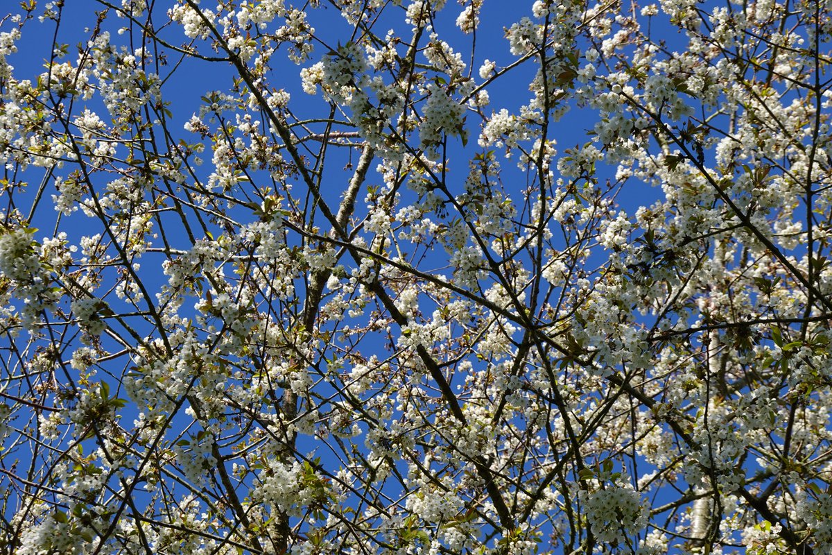 Dartmoor humming this week: