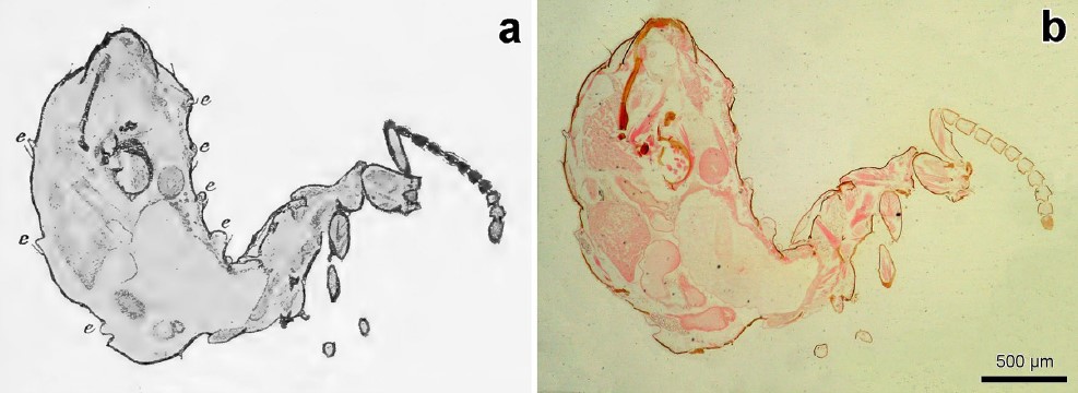 new *paper* together with Johan Billen: The original histological sections of myrmecophilous and termitophilous #beetles of Erich Wasmann (1859–1931) doi.org/10.1007/s00040… @InsSociaux