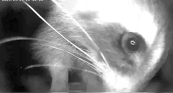 kpaskorz's tweet photo. Bird feeder camera action this morning. https://t.co/vkNyd3SOQL