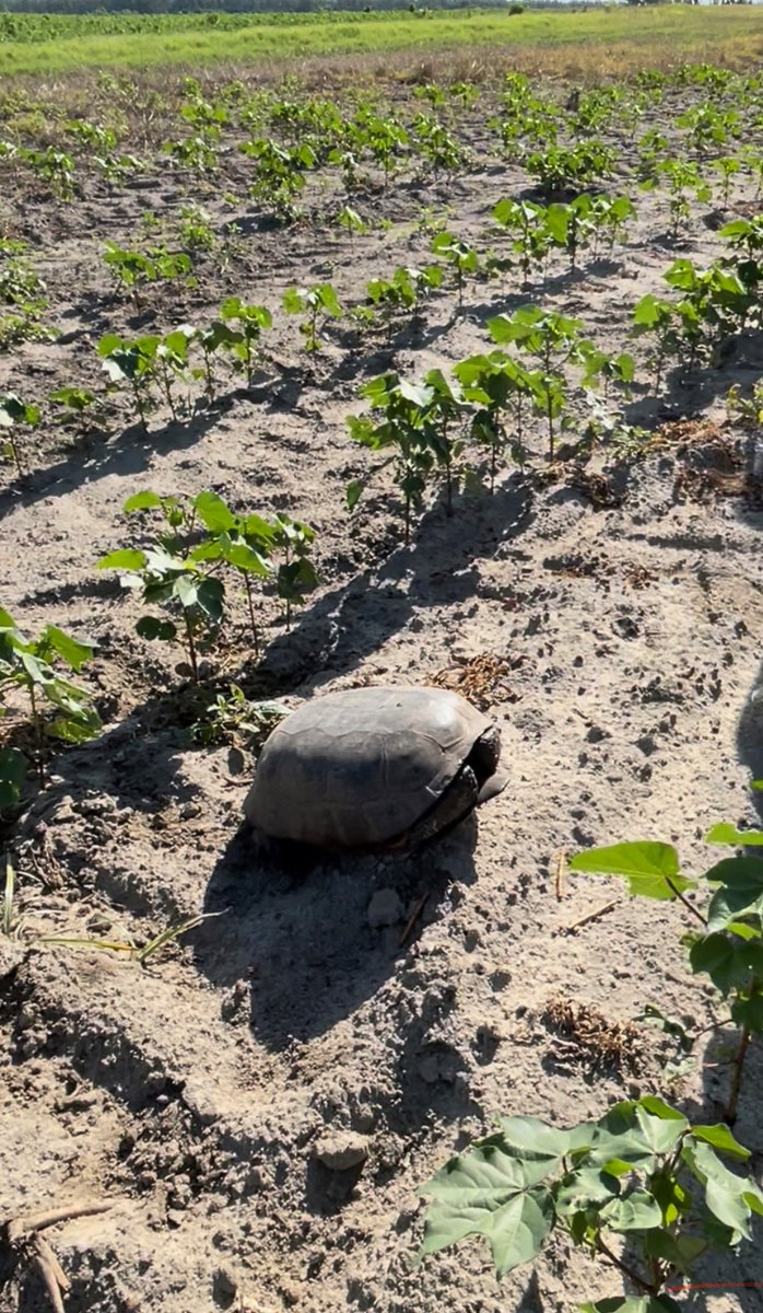 SaveTheLongleaf's tweet image. Discovering the hidden treasures of the Longleaf ecosystem! 🌿 Caught this adorable gopher tortoise on camera, a gentle giant amidst the wilderness. Let's preserve this haven for generations to come. #GopherTortoise #ForeverForest 🐢