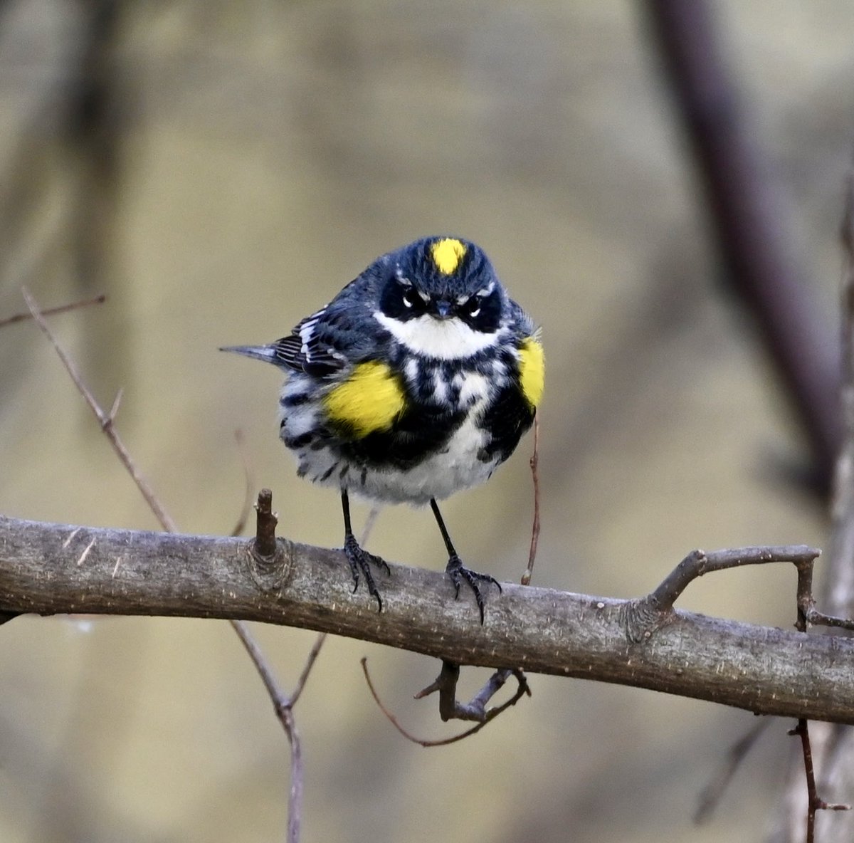 Another masked bandit, this yellow-rumped warbler was fluttering around the Ramble early this morning. #birds #birdwatching #birdcpp #mymorninngwalk #nyc