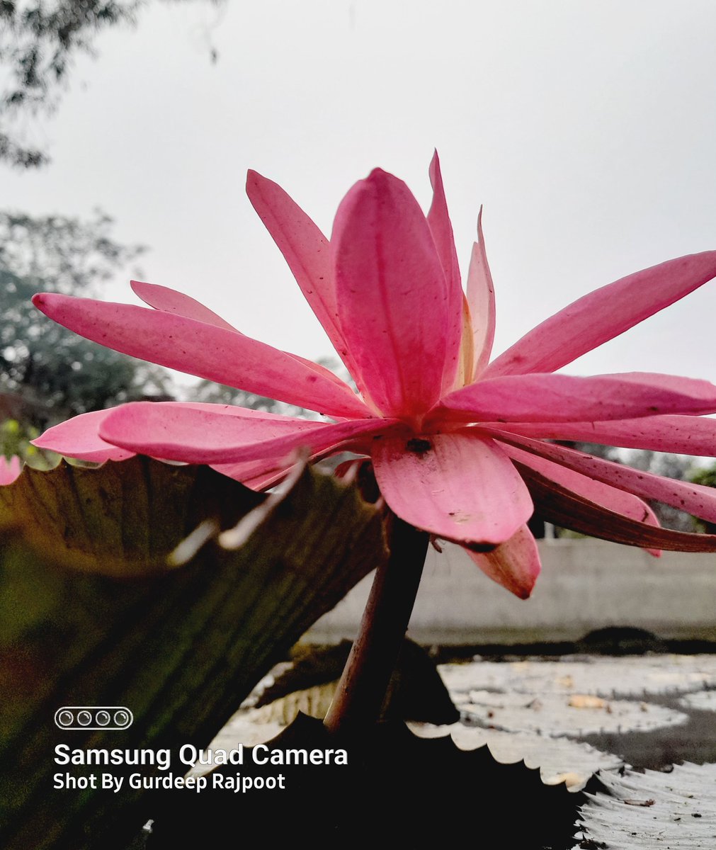 rajpootgurdeep8's tweet photo. Flower photography
Share a #SingleFlower 🌸
My click. 🪷 https://t.co/y3pnPv1sKw