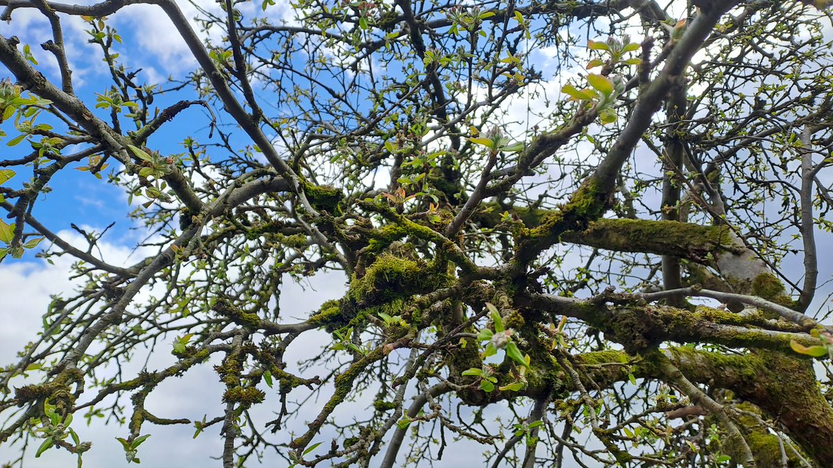 The old apple (possibly a Bramley) is starting to blossom. 💚 #FruitTrees #Orchards