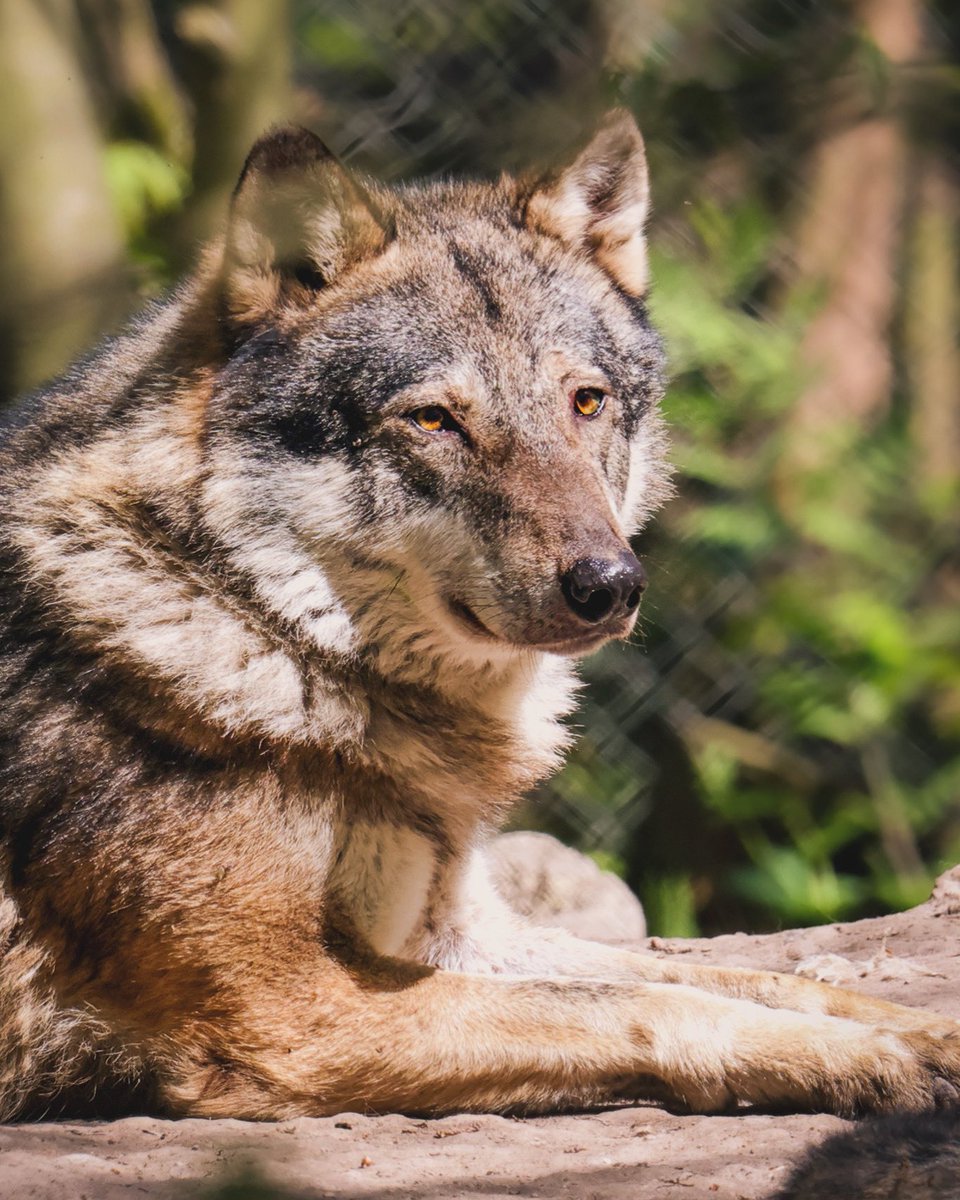 Step into the tranquil woodland of Wildwood Kent and share a moment with our majestic Wolves 🐺 #wildwoodtrust #kent #wolves
