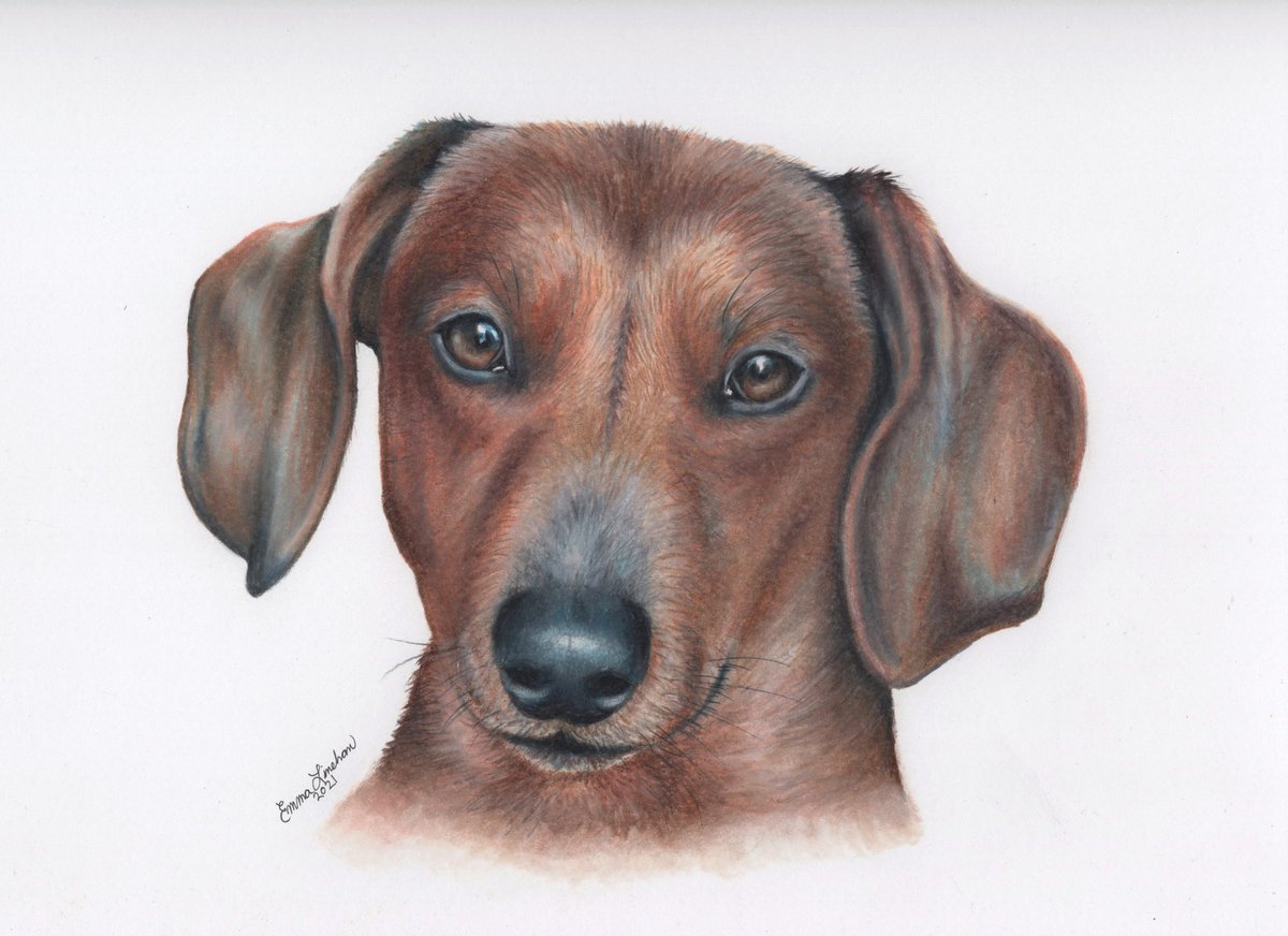 #dachshund #dachshunds #dogsinart #dogportraits #petportraits