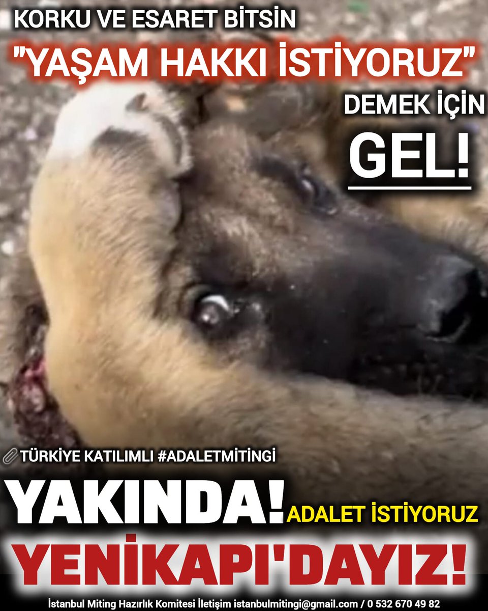 Şiddet ve vahşetin normalleştirilmesini ve sosyal hayatta kabul görmesini istemiyorsan, hayvanları, insanları, doğayı  katletme hakkına sahip olduklarını düşünenlere dur de!
Adaletin olmadığı yerde sevgi de yoktur, barış da, insanlık da!
Mitinge gel!
#AdaletMitingi