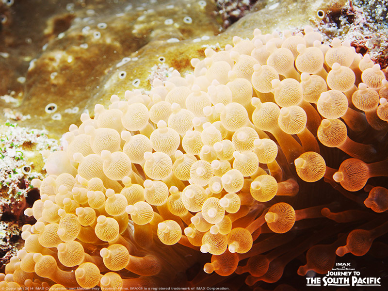 Raja Ampat is home to an adorable marine creature with the name to match! This is a bubble-tip anemone – found in the West Papua area in the South Pacific Ocean. These rounded creatures look just like a cartoon and rest well below the water’s surface.