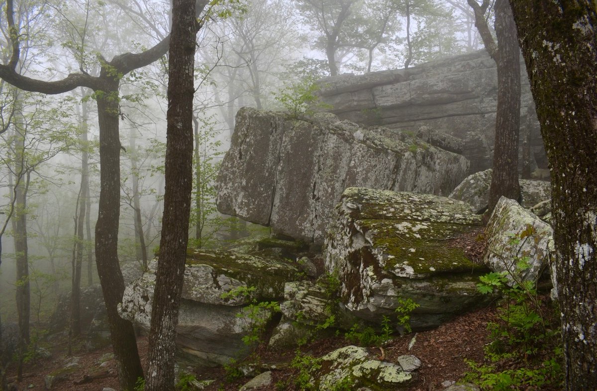 AdventurersLfM's tweet photo. Misty weather at Cheaha State Park gave me some serious spooky vibes over the weekend 👻

#CheahaStatePark #Alabama #PulpitRock #spooky #outdoors https://t.co/nD0h4mTWQu