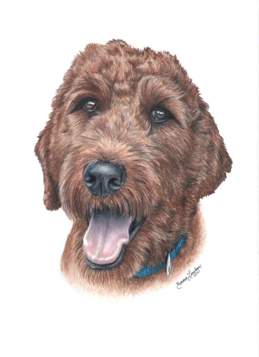 'Spieth'
Colored pencil portrait from 2021. #dogart #petportraits #throwbackthursday #drawingsofpets #drawingsofdogs