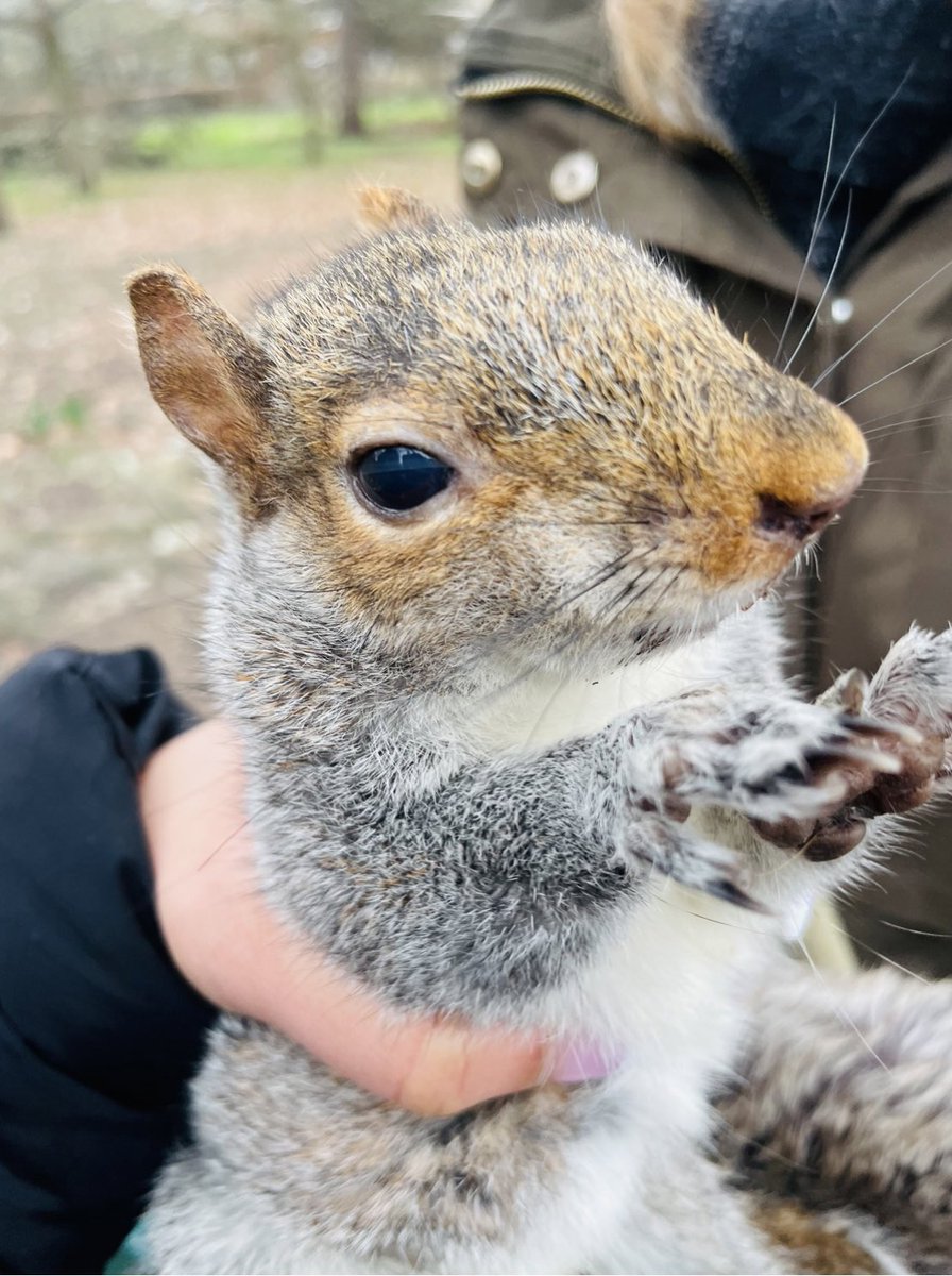 Understandably there’s a lot of nervousness around grey squirrel rescue. The legal penalties can be punishing💰 Although few, there are licensed, legitimate rehabbers ready to help. Always reach out. There’s always someone who knows someone🤝🏾 #AnimalRescue❤️ 🐿️