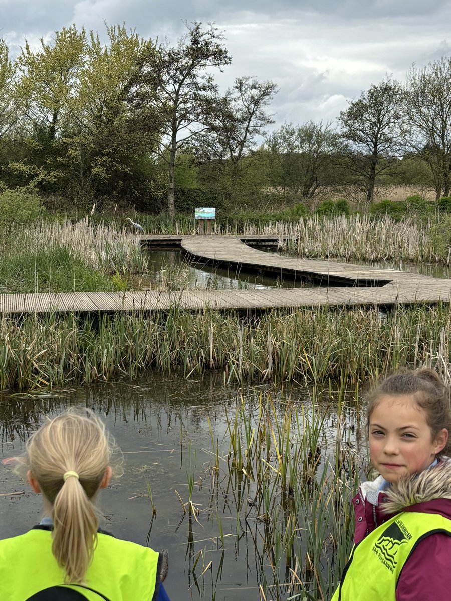 Year 4 had a lovely day at Cosmeston. We enjoyed pond dipping and discovering habitats in our local area.