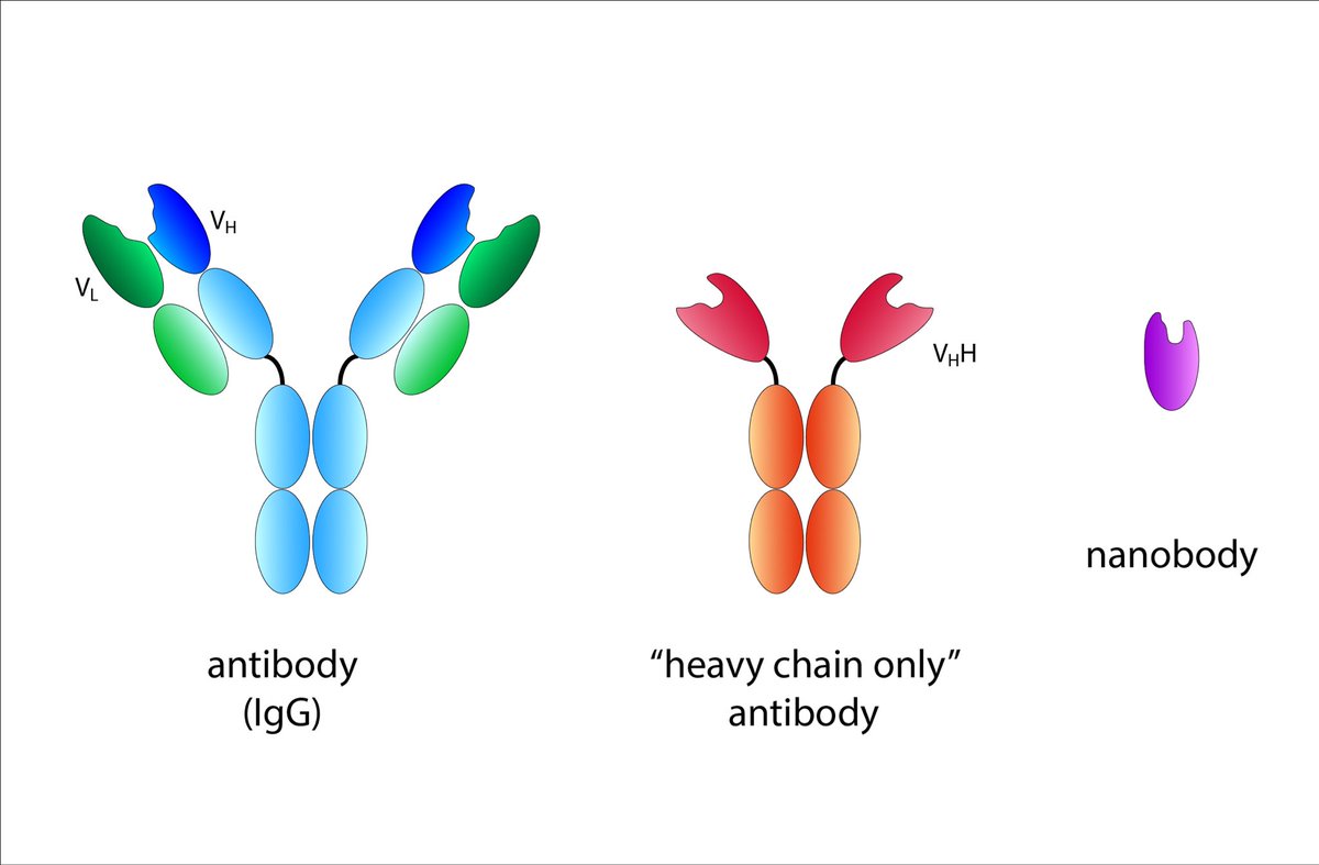 i discuss the downsides of antibodies and offer three IgG antibody alternatives: scFv’s (heavy chain only), nanobodies, and antibody mimetics 

i go over their advantages and disadvantages, compared to usual IgG antibodies + each other, and try to preempt some questions