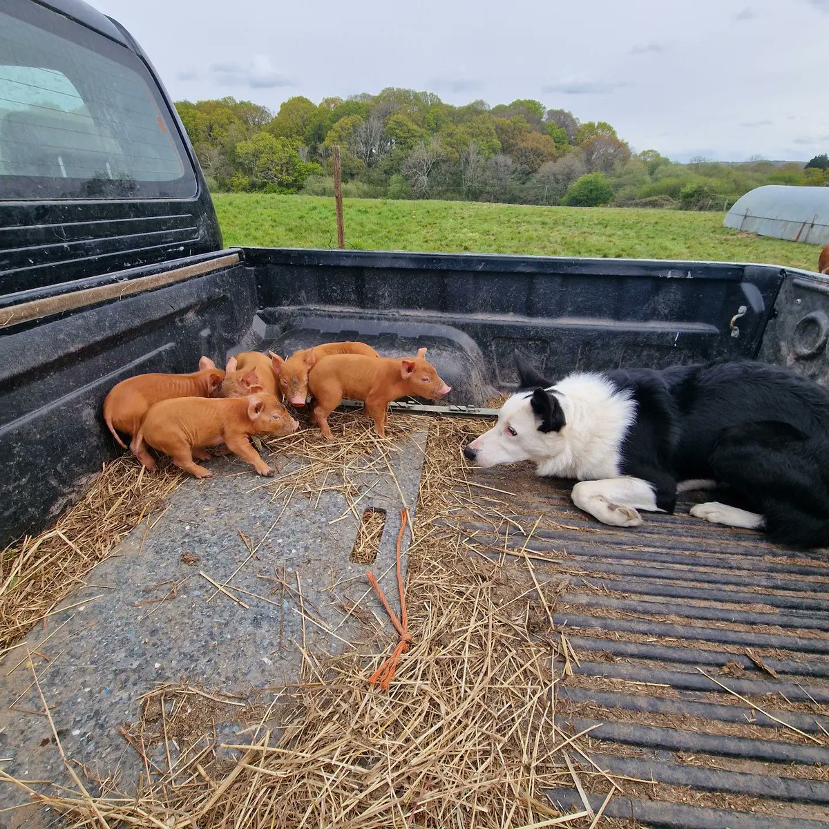 Happy 3rd birthday Rex the pig dog! #farming