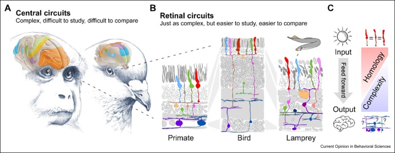 Animal brains are probably the most complex computational machines on our planet, and like everything in biology, they are the product of evolution

The vertebrate retina:
A window into the evolution of computation in the brain
sciencedirect.com/science/articl…