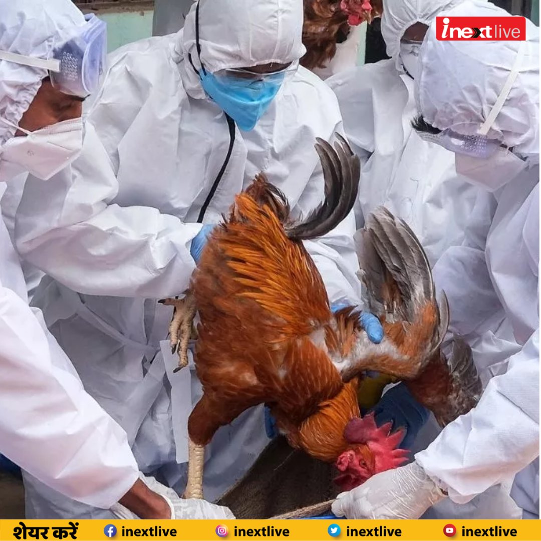 #Ranchi में बर्ड फ्लू फैलने के कारण 4,000 से अधिक पक्षी मारे गए, उन्हें दफनाने का किया जा रहा है काम #RanchiNews #BirdFlu #BirdFluinRanchi #Jharkhand #JharkhandNews Via: @HarshVaibhaw