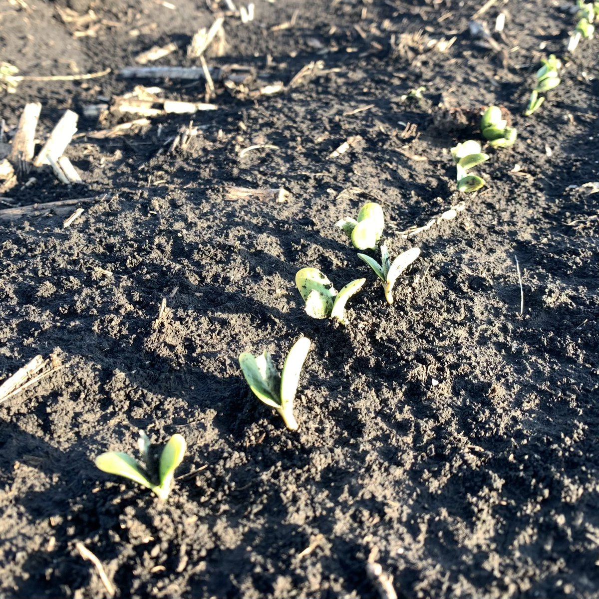 We have reached emergence on our first soybean planting date in our BRANDT Agronomic Services Community Trials. This plot was planted on April 13th in Ashland, IL and has accumulated roughly 130 GDDs since planting. #BRANDT #BRANDTCommunityTrials #Soybean #Planting24 #Plant24…