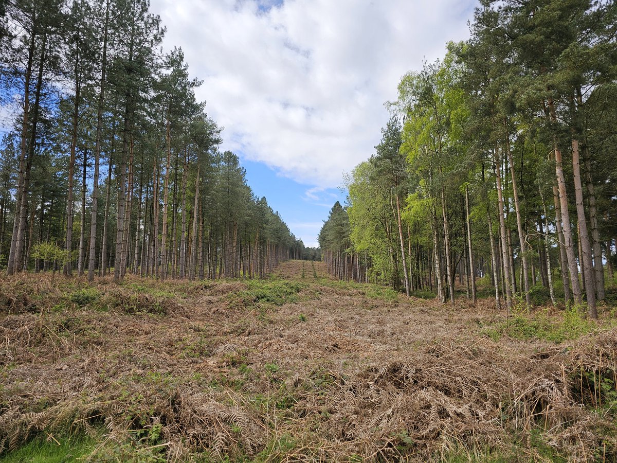 keithward01's tweet image. Super #learningwalk today at #cannockchaseforest with Jacqui Blackford from #ForestryEngland