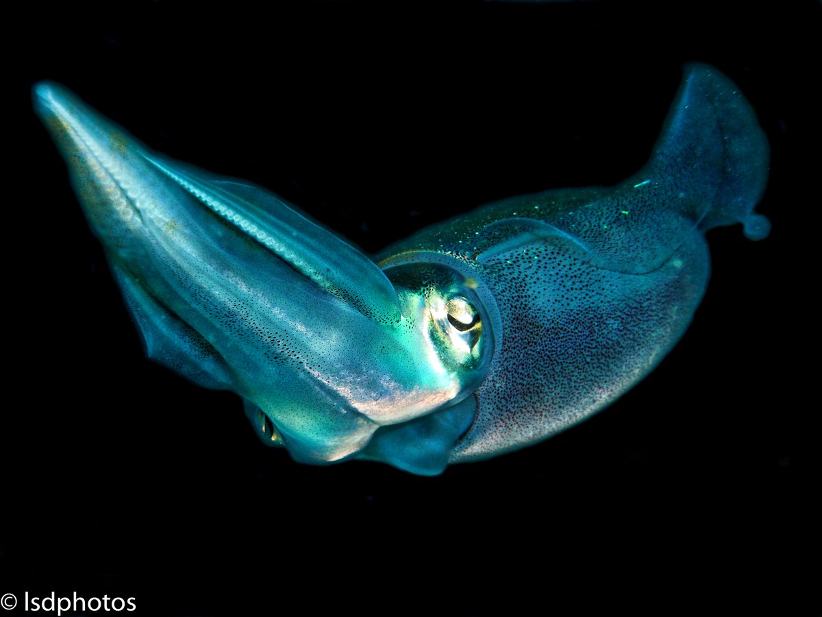 Featured Photos: Cuttlefish

#scuba #scubadiving #underwaterphotography #saintlucia #stlucia #divesaintlucia #marinelife #ocean #islandlife #PADI #photography #cuttlefish