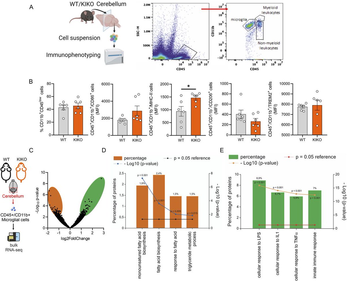 Check out this recently published paper in LSA: Frataxin Deficiency Shifts Metabolism to Promote Reactive Microglia via Glucose Catabolism @lettieribarbato @unitorvergata 
hubs.la/Q02tjvw30