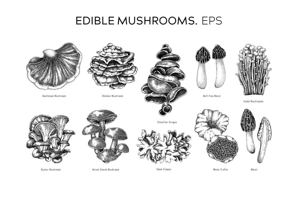 Mushroom vector illustrations by Yevheniia Lytvynovych 🍄 — download the vector set on #Behance > adobe.ly/3VTfMQJ