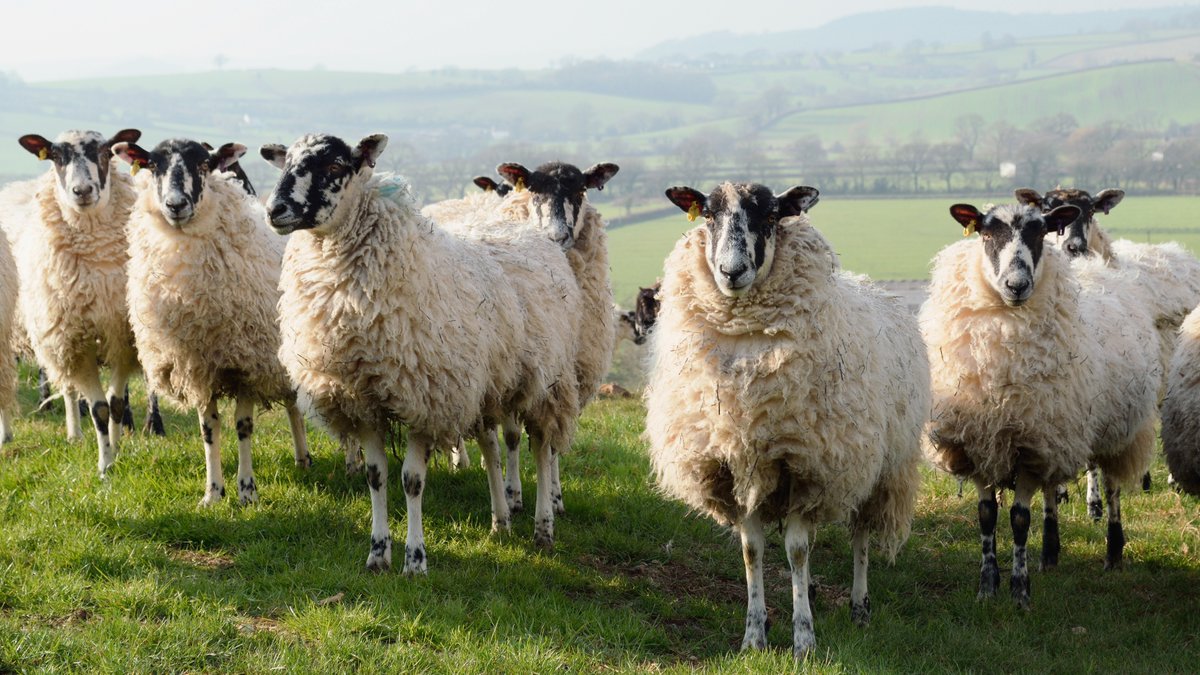 A Private Members’ Bill looking to introduce new measures to tackle the issue of livestock worrying has passed Committee stage. We take the issue of livestock worrying very seriously, recognising the distress this can cause, as well as the financial implications.