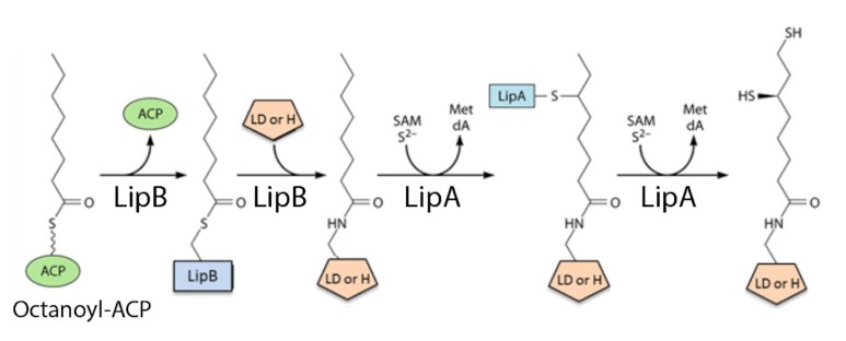 Lipoic acid-modified proteins are essential for central metabolism and pathogenesis. In #MMBR, learn about recent findings of unexpected and diverse mechanisms in assembling the lipoic acid in bacteria, archaea and eukaryotes. asm.social/1Py