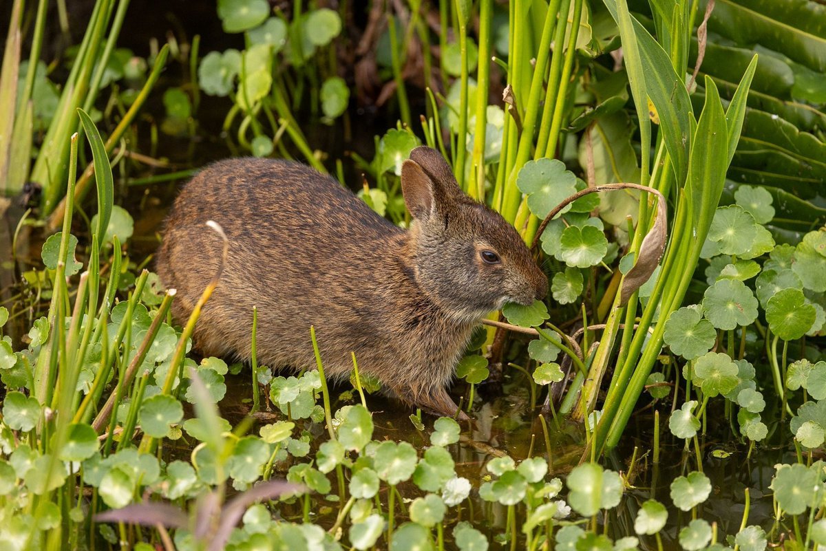 The marsh rabbit makes a splash in Florida’s wetlands: Read the story by Stan Tekiela. #nature #marshrabbit #stantekiela #bewellbeoutdoors advkeen.co/3VMafvj