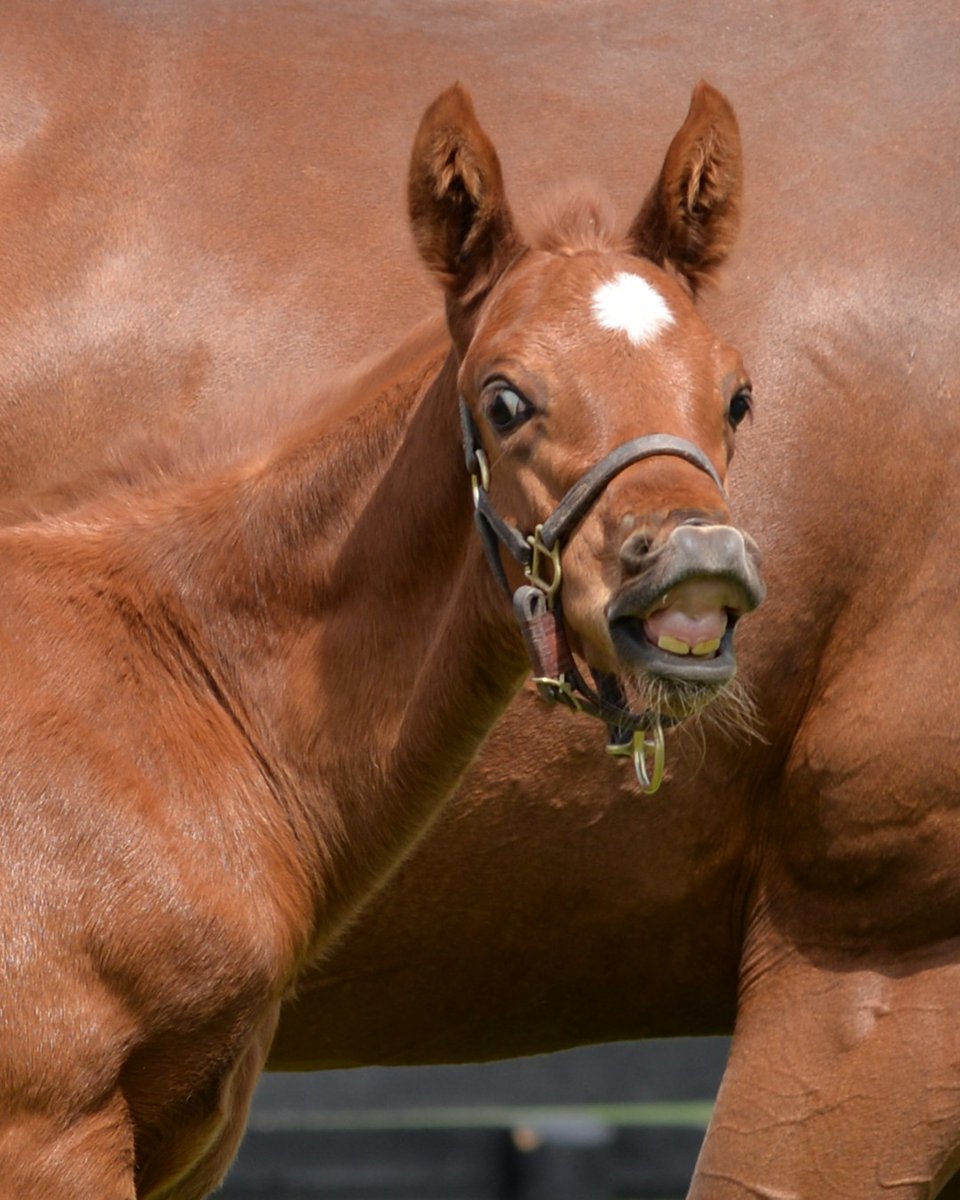 StonestreetFarm tweet picture