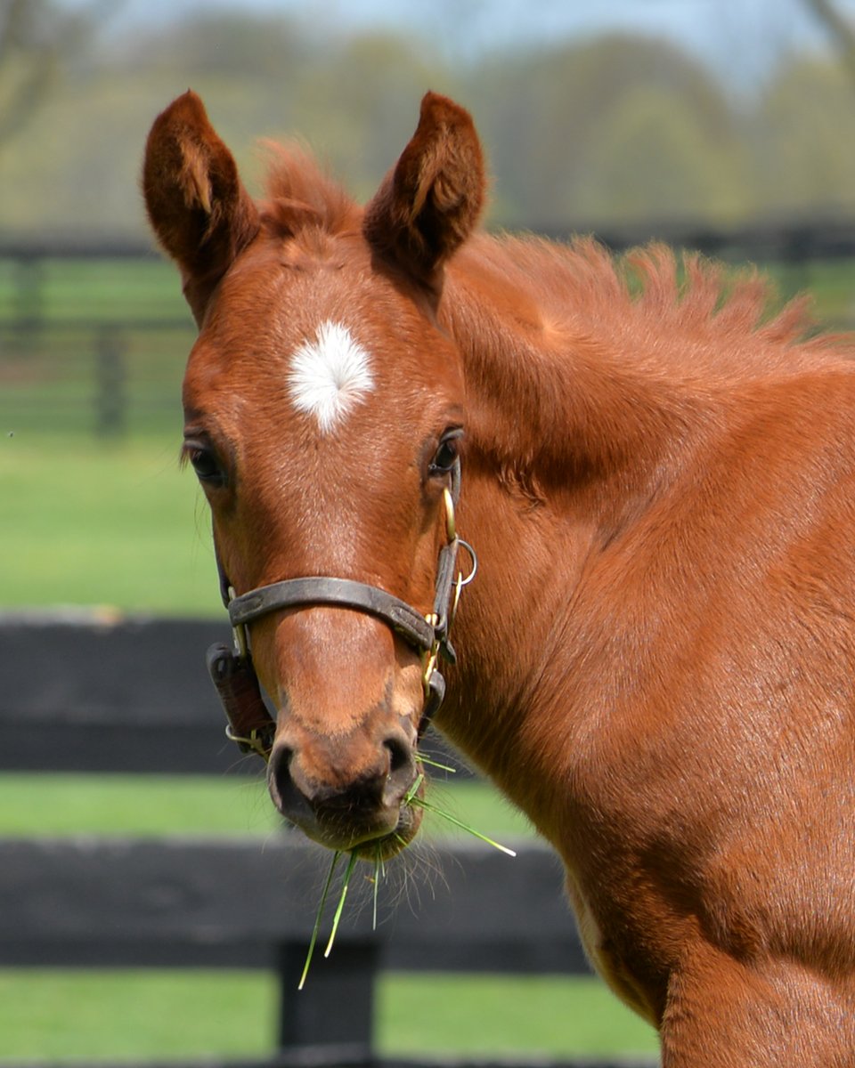 The many faces of our GUN RUNNER colt out of G1W CAVORTING 🎭 #Storkstreet #bredandraised #foalsof2024 @Three_Chimneys