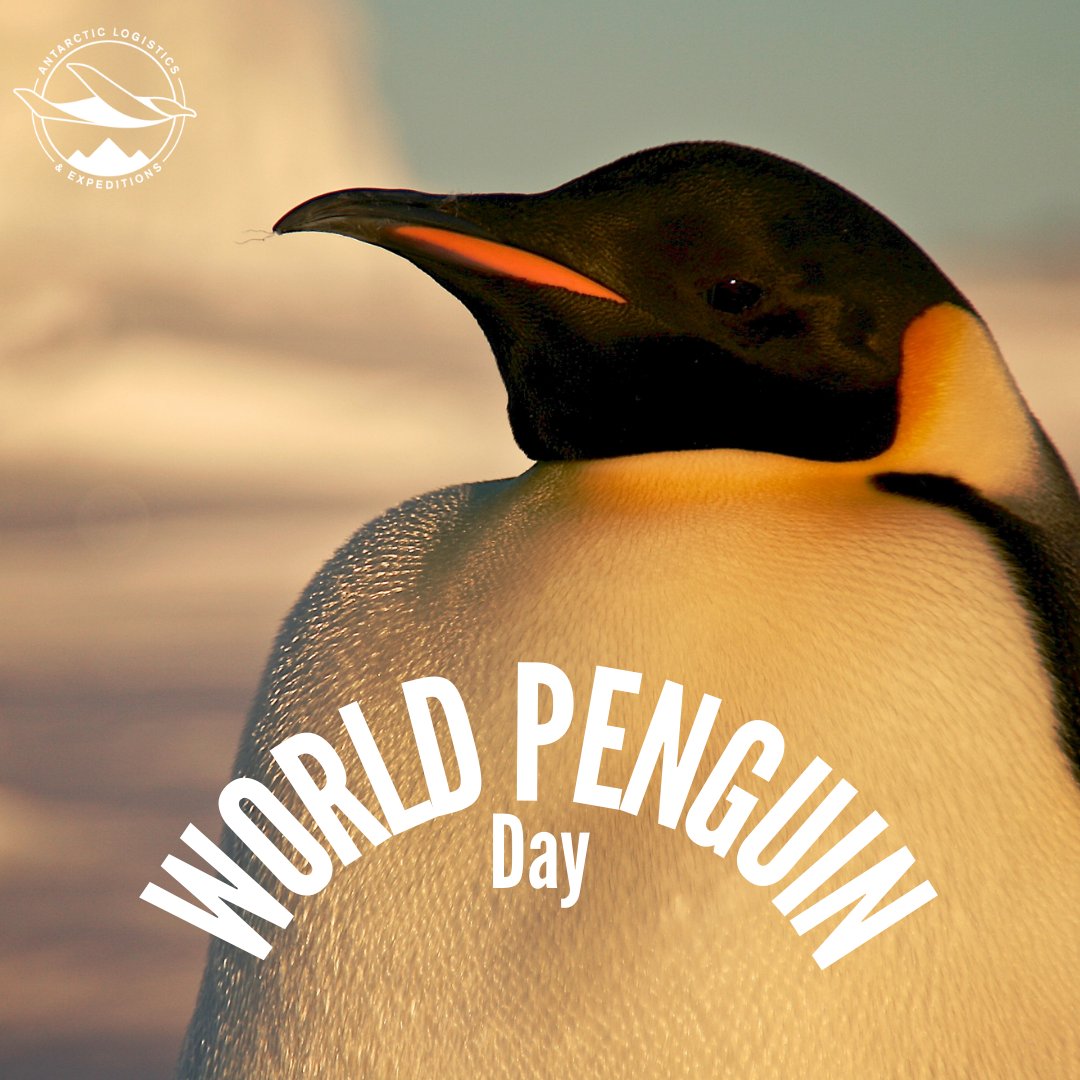 Happy World Penguin Day! As we enjoy visiting their habitats, let’s continue to protect and preserve their homes for generations to come. At ALE we remain mindful of our impact cherishing these incredible birds and their environments. #WorldPenguinDay Photo: Russ Hepburn