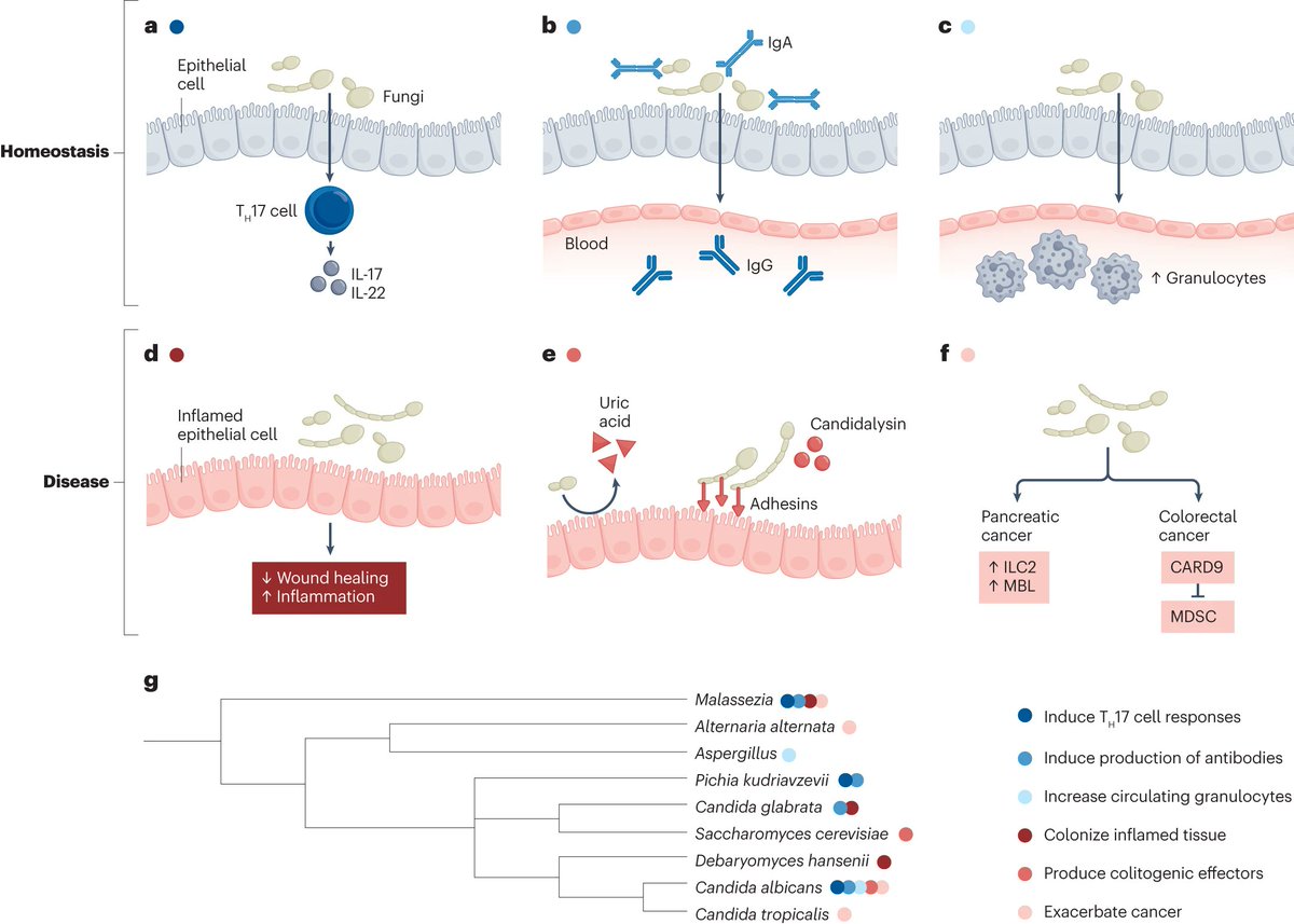 The importance of commensal fungi in health and disease is becoming increasingly clear. This REVIEW discusses the involvement of the #mycobiota in intestinal diseases, and considers potential opportunities to target fungi therapeutically rdcu.be/dFLce