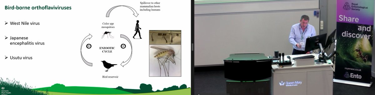 RoyEntSoc's tweet image. Our next speaker is Nick Johnson, @APHAgovuk speaking about climate drivers for mosquito-borne virus emergence in northern Europe.

#RESExtreme24