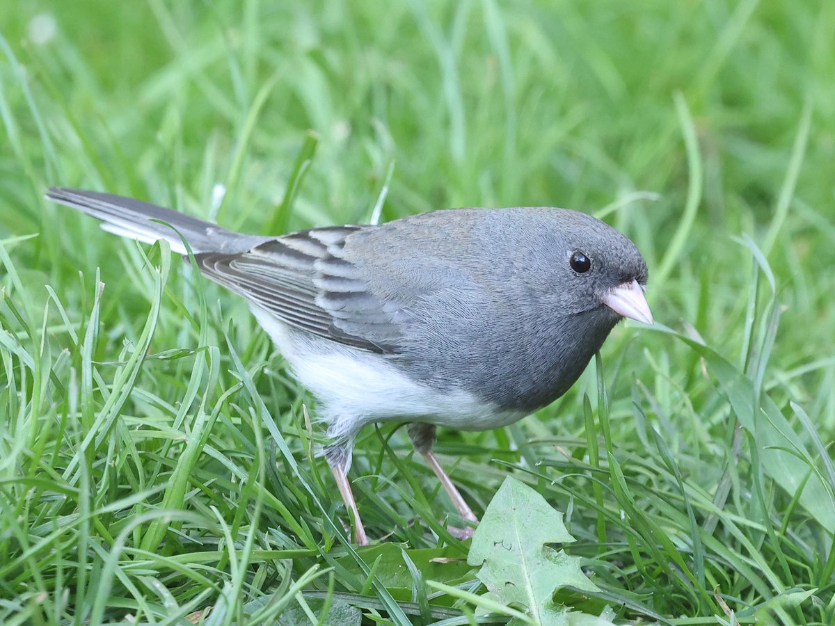 Well, it'd be rude not to... Quick visit to Hartlepool this afternoon to see the first Dark-eyed Junco for the county.