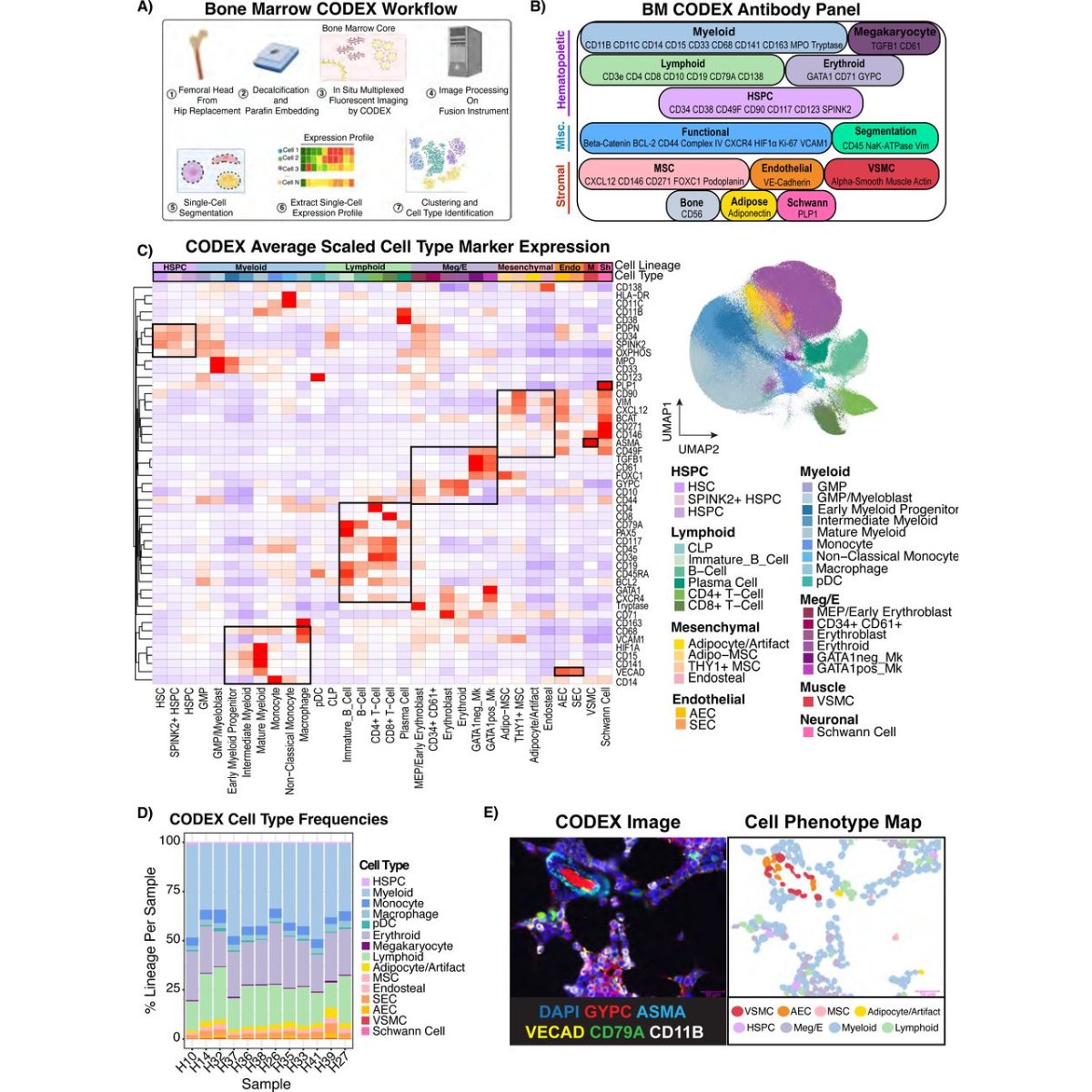 📢 Introducing the first comprehensive atlas of the non-hematopoietic human #bonemarrow microenvironment. 

Utilizing our 54-plex #PhenoCycler (formerly known as #CODEX) panel across 18 individuals and #singlecell sequencing, researchers brilliantly spatially phenotyped and…