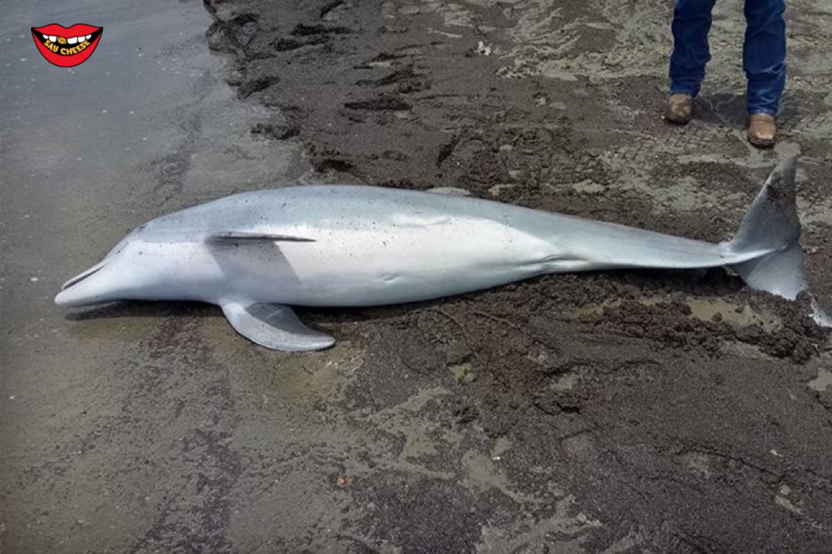 A Dead dolphin with multiple bullet holes was found in Louisiana. The Feds are offering a $20,000 reward for information leading to a conviction