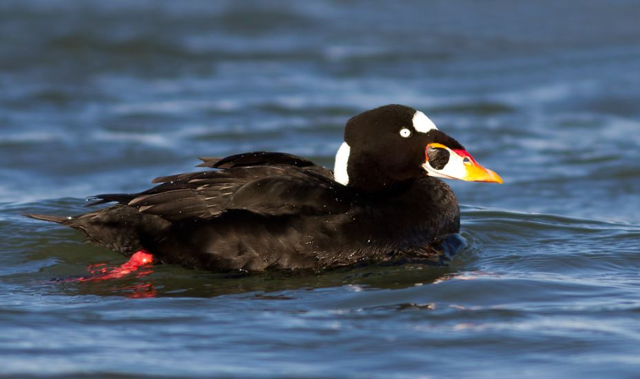 US Wind has made strong commitments to avoid, minimize and mitigate any risk #offshorewind development in our lease area could have on birds, including a heavy focus on additional avian research. Learn how we plan to protect them: uswindinc.com/wp-content/upl…