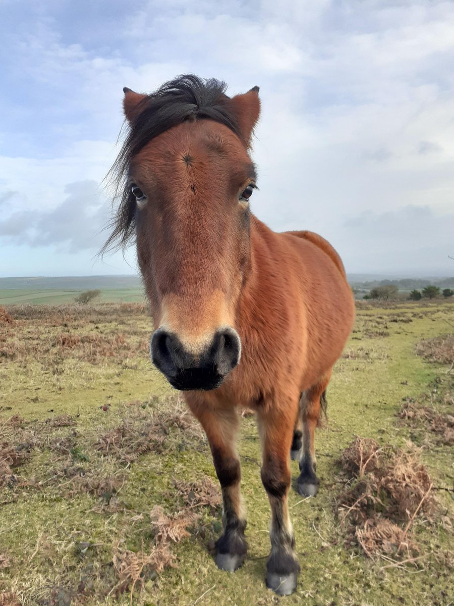 It has come to our attention that someone at Sancreed Beacon has broken a number of fence posts, cut fencing wire and tied open the gates resulting in our four Dartmoor ponies escaping the site. If you see any suspicious activity at any of our sites, please report it to us.