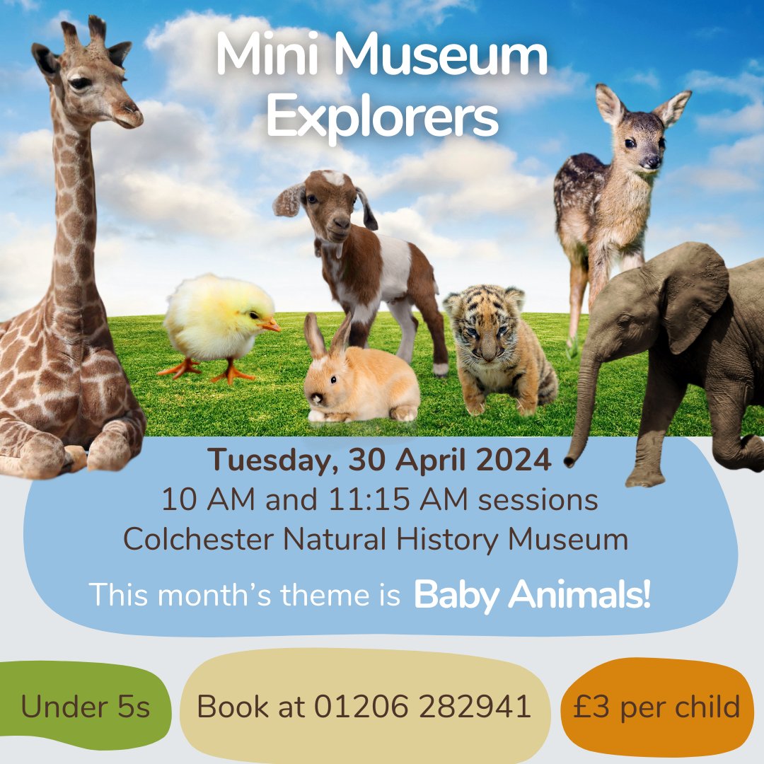 Our Mini Museum Explorers event awaits! Next Tuesday, 30th April, join us for a baby animal bonanza with stories, trails, crafts, and more. Book a spot for your under-five at 10 am or 11:15 am for only £3. Call 01206 282941—let’s get wild about learning!