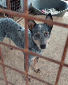 „Hallo! Ich bin Sydney! Meinen Namen habe ich bekommen, weil ein  waschechter Australien Cattle Dog in mir steckt. Und ich suche dich.“

➡️ tiervermittlungshilfe.de/sydney/

#adoptable #AdoptDontShop #Adoption #RESCUE #rescueonly #rescued #adoptme #Hunde