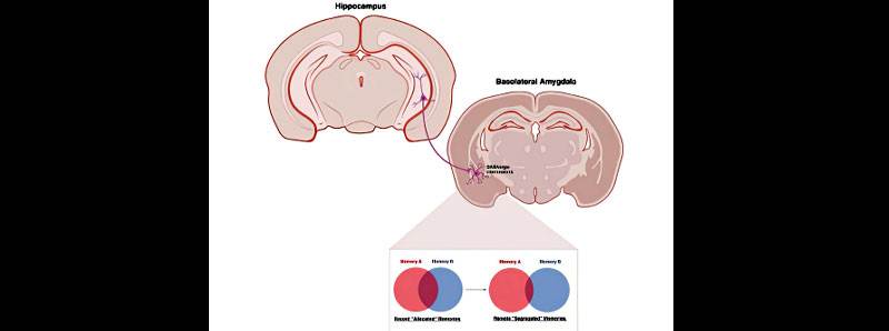 Come il cervello distingue e conserva eventi simili ecplanet.org/come-il-cervel… Uno #studio sui #disturbi della #memoria ha #permesso di #identificare il #processo con cui il #cervello distingue e conserva eventi simili. ( #ecplanet )