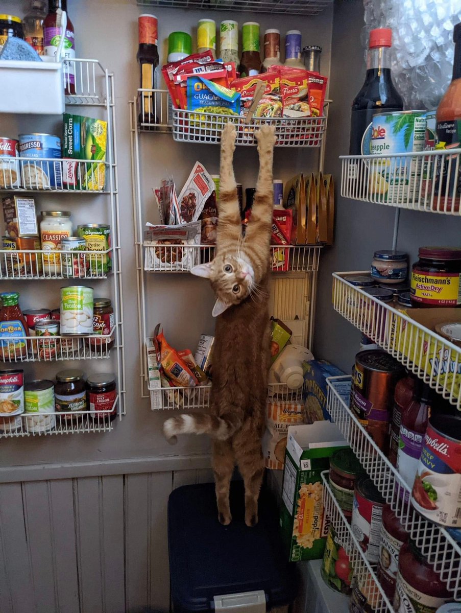 Posts Of Cats (@postsofcats) on Twitter photo 