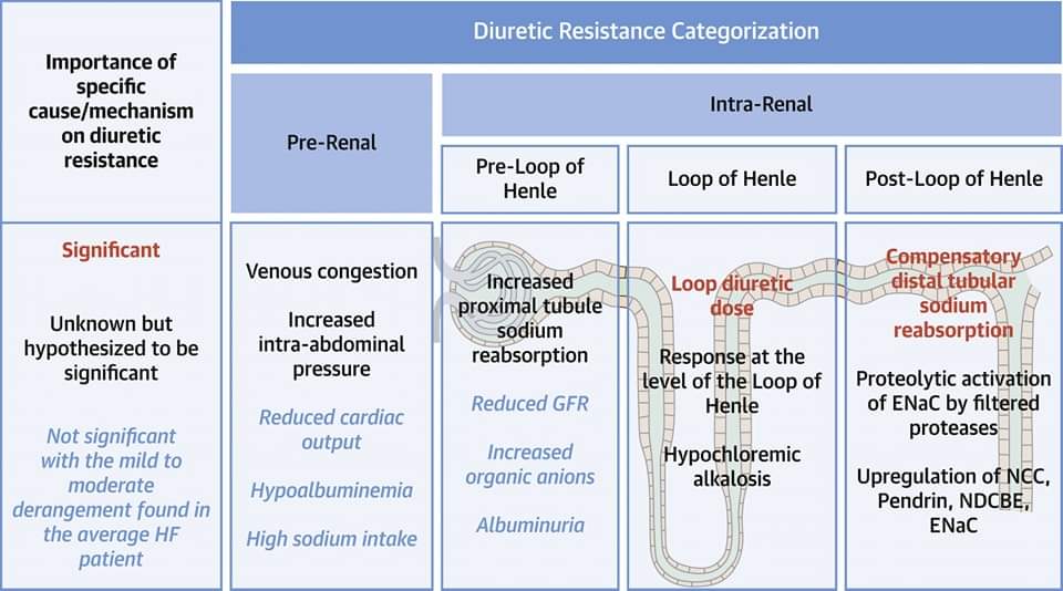 ZHeart11768530's tweet photo. 🔴 Diuretic Therapy for Patients With Heart Failure: JACC State-of-the-Art Review

https://t.co/77iHaDihYw
#CardioTwitter #CardioEd #CAAKI
#Epeeps #CardioTwitter #EHRA2024
 #CardioEd #Cardiology #FOAMed #meded #MedEd #Cardiology #CardioTwitter #cardiotwitter #cardiotwiteros https://t.co/n8YYhWBta6