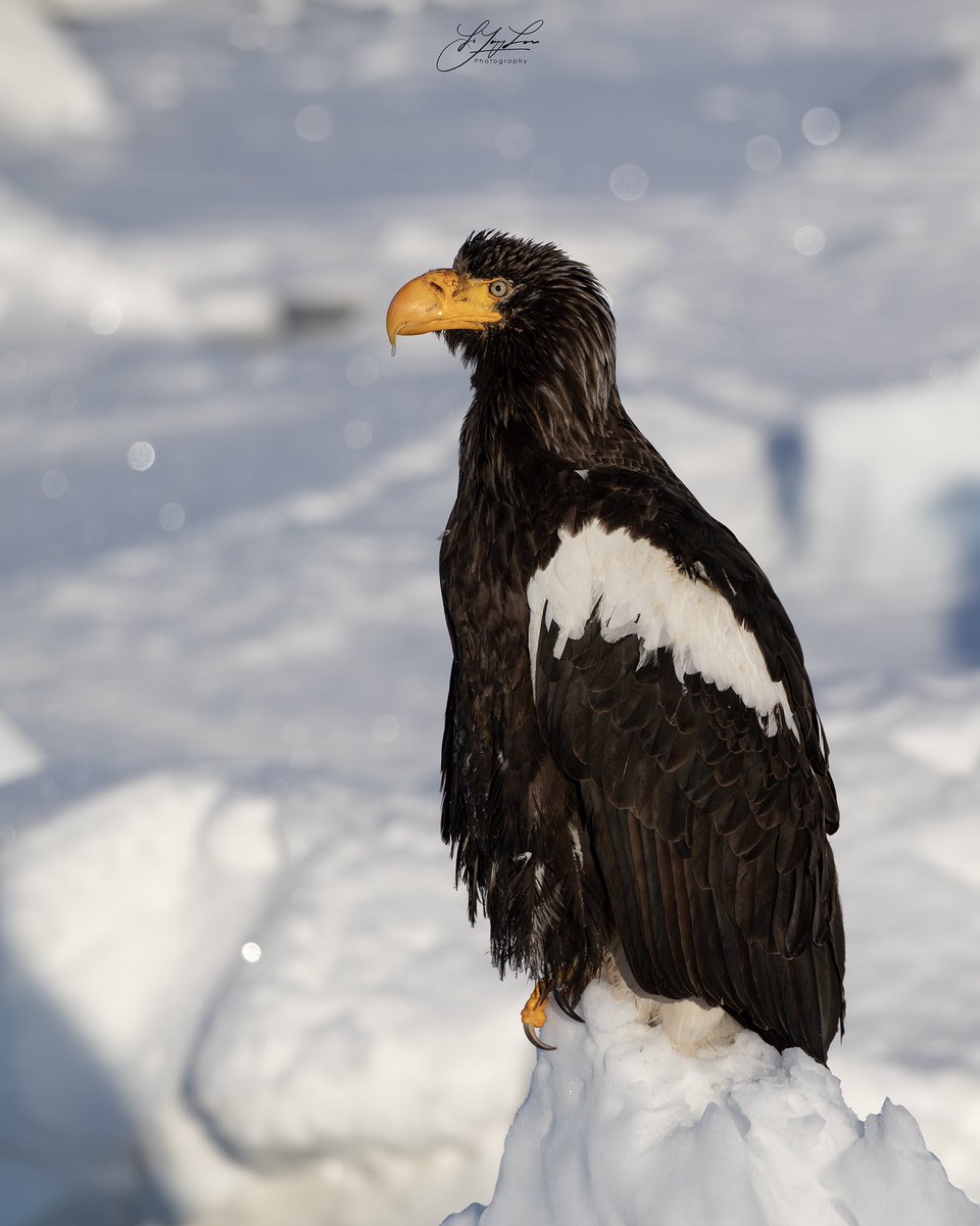 A portrait of this majestic bird, the Steller’s Sea Eagle, from my last trip in Hokkaido, Japan.