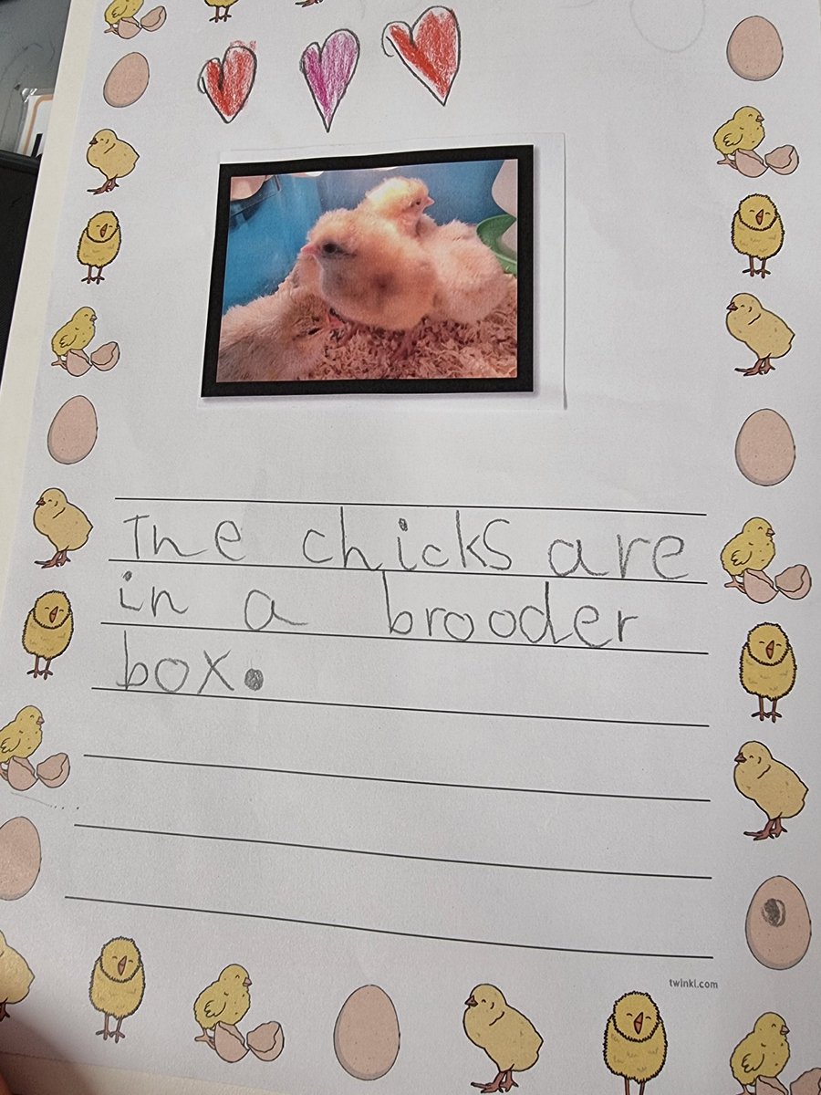 Reception have really enjoyed having the chicks in class. Today, we all had another hold! Just look at some of our amazing writing inspired by the chicks ✍️ @InfinityAcad @SpaldingPriAcad