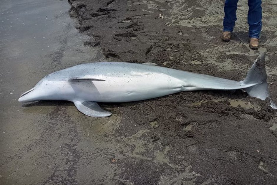 DailyLoud's tweet photo. A Dead dolphin with multiple bullet holes was found in Louisiana. The Feds are offering a $20,000 reward for information 👀 https://t.co/OJRNrzOBv8