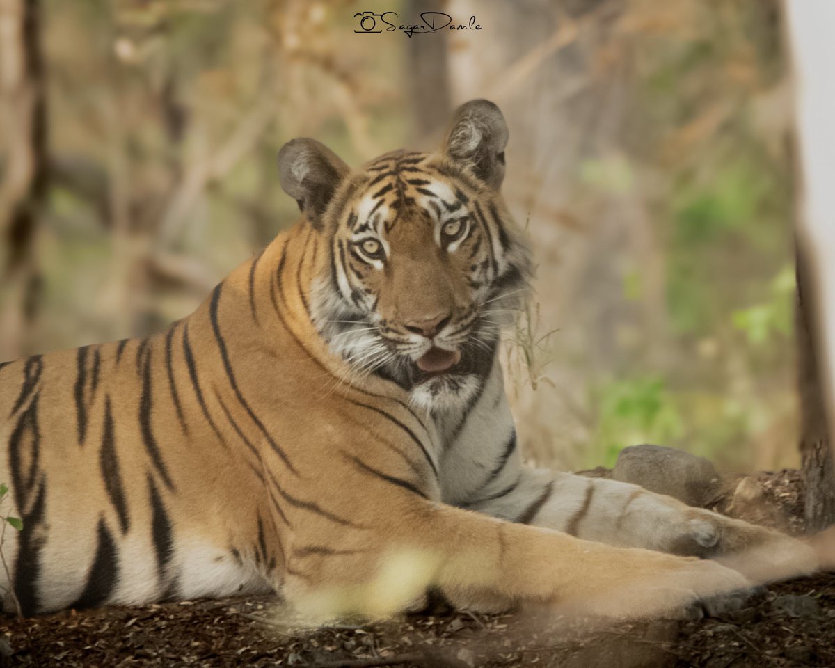 First Day First Show for my on going tour of Tipeshwar. This is Archie’s subadult female from first litter. #PixelStripes #BeWildLiveWild