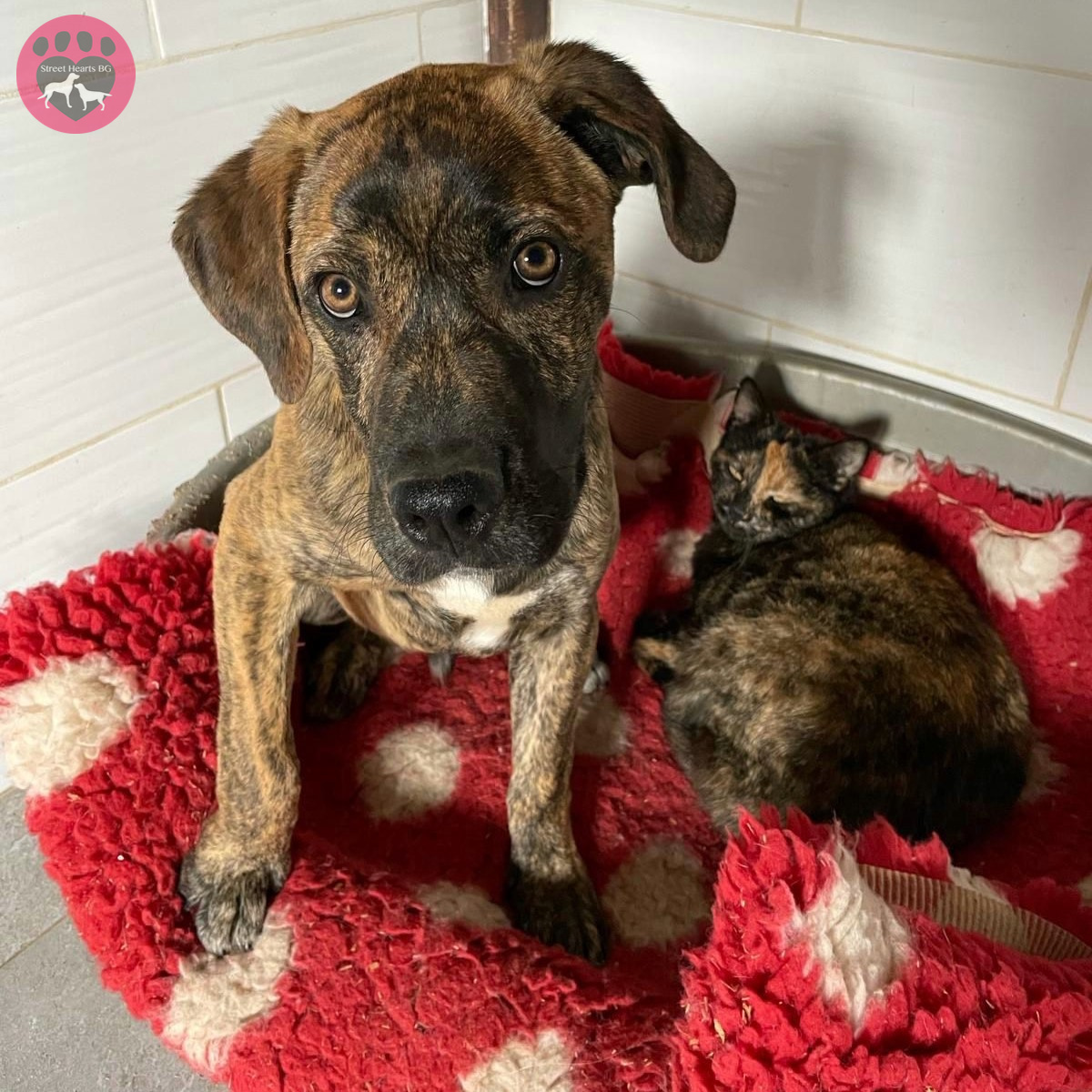 Cupid is certainly one cat-friendly pup (which is a good thing, as he'll be living with a feline friend in his new furever home!) If you're a cat owner who's looking to adopt a dog, but you're worried about how they'll get along, fear not! We understand the importance of