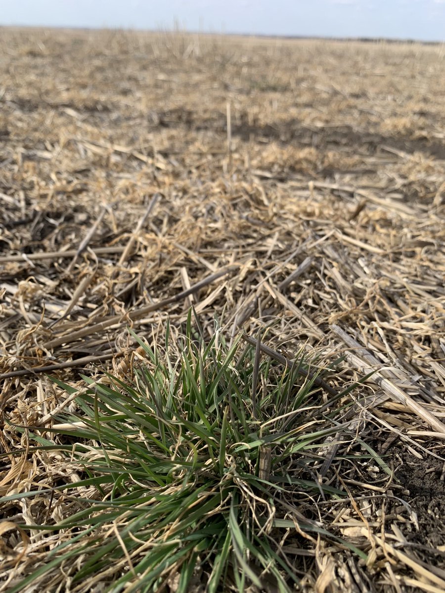 Spring has sprung, 
the grass has riz…
Decided which one,
Your Roundup tank-mix is?
Always use multiple effective modes of action where possible.
Early weed removal always best
@Bayer4CropsCA #MixItUp 
#burndown #plant24