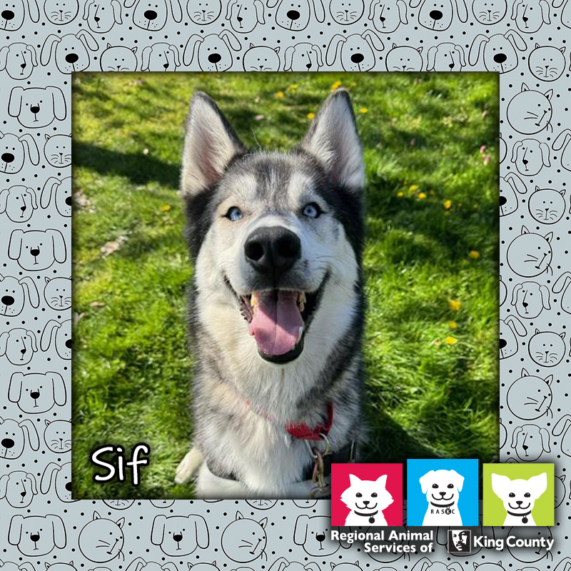 This week's #PetOfTheWeek is full of elegance and mystery - meet Sif! 🐶 tailsfromraskc.com/2024/04/25/pet…

Come visit us soon to #AdoptAPet!

kingcounty.gov/AdoptAPet