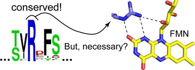 Consensus sequences are used extensively to predict protein function. Musila and Rokita offer a cautionary tale re this practice in their analysis of FMN-binding & catalytic residues in nitroreductases. pubs.acs.org/doi/10.1021/ac… #tbt @JHUArtsSciences @johnshopkins #flavins